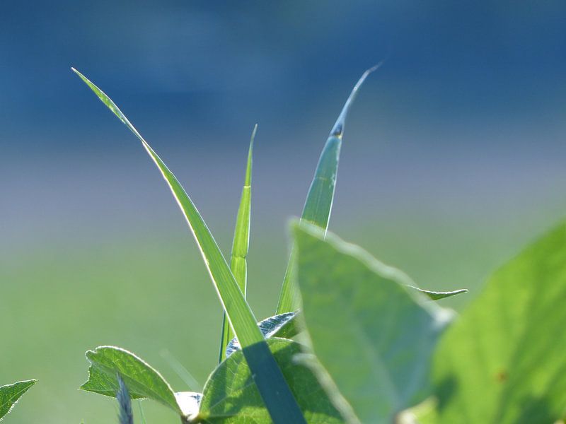 Natur als Nahaufnahme by Andreas Merchel