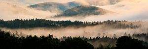 La forêt bavaroise dans le brouillard sur Martin Wasilewski