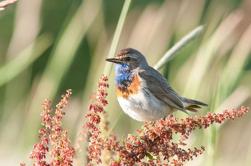 Blauwborst (Luscinia svecica) 