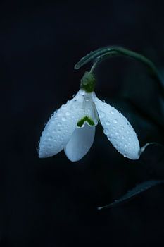 Nahaufnahme einer Schneeglöckchenblüte mit Wassertropfen