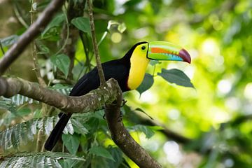 Toekan, prachtige vogel op Costa Rica van Merijn Loch