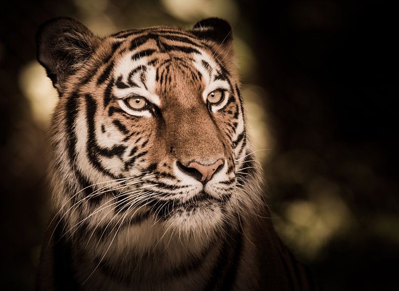 Porträt von einem sibirischen Tiger von ManfredFotos