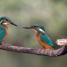 Jonge ijsvogeltjes aan het bekvechten von richard evers