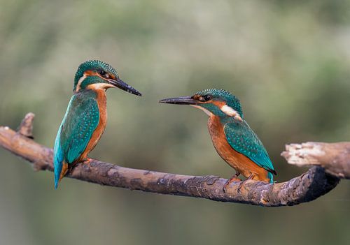 Jonge ijsvogeltjes aan het bekvechten