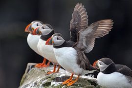 Puffins by Aland De Wit