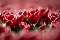 Tulp