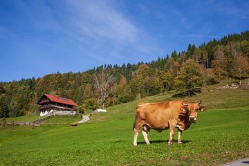 Graseck Alm with Wetterstein Mountains