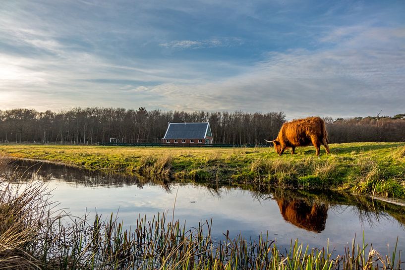 Hooglander met rovershut texel par Texel360Fotografie Richard Heerschap