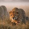 Deux guépards se faufilent dans les hautes herbes de la savane dans la douce lumière du matin – un moment intense de la vie sauvage, plein de suspense, d'élégance et de puissance naturelle. sur Design Wall Arts
