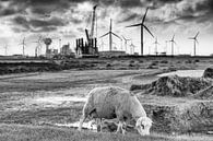 Schafe auf dem Deich am Eemshaven (schwarz und weiß) von Evert Jan Luchies Miniaturansicht