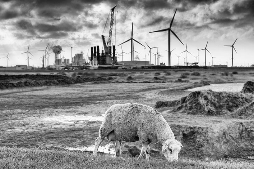 Mouton sur la digue à Eemshaven (noir et blanc) par Evert Jan Luchies