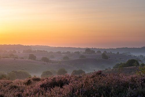 Heide in bloei bij zonsopkomst van Alvin Aarnoutse