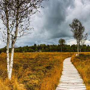 Besenheide, Glockenheide und Birken im Wurzacher Ried