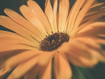 Gros plan sur la fleur d'oranger dans un environnement sombre