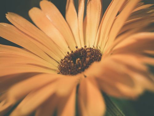 Oranje Bloem in Donkere Omgeving Close-up Macro