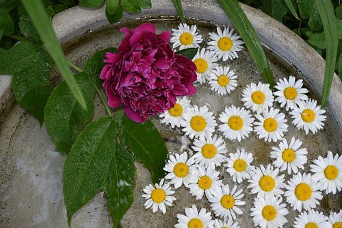 Daisy blooms in a pool of water