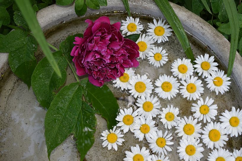 Daisy blooms in a pool of water by Claude Laprise