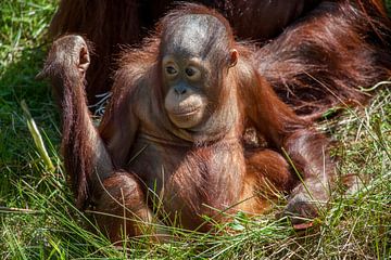 Orang-oetang jong in het gras, met duimpje