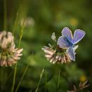 Fluwelen vlinder van Bernardine de Laat thumbnail