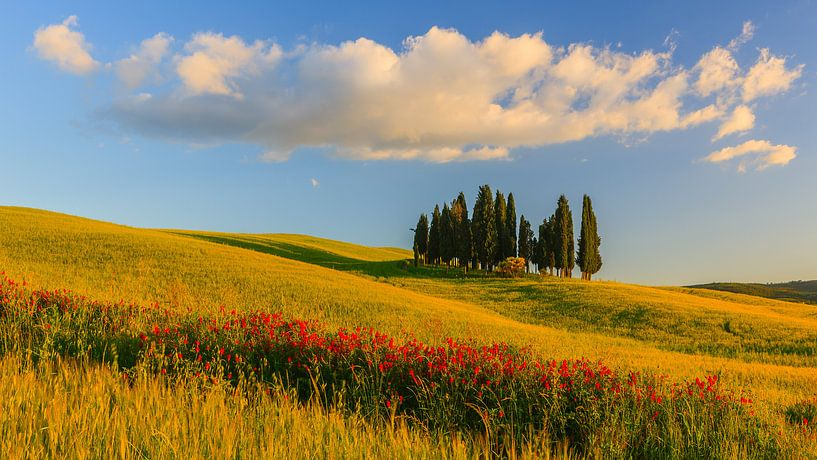 Cercle des Cyprès à Torrenieri. Toscane, Italie par Henk Meijer Photography