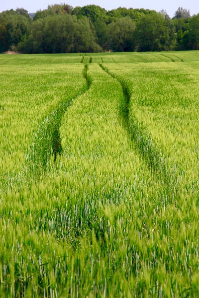 Feld von Thomas Jäger