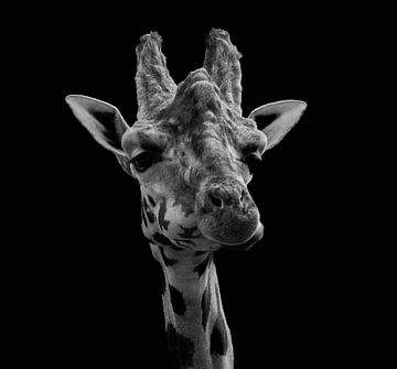 Giraffe mit schwarzem Hintergrund von Nicola Mathu