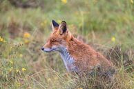 Fox enjoys peace and quiet by Louise Poortvliet thumbnail