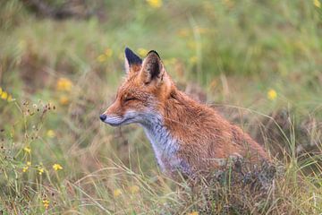 Der Fuchs genießt die Ruhe und den Frieden von Louise Poortvliet