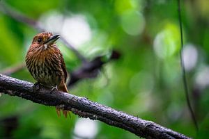 Coucou à bec blanc dans le parc national de Corcovado, Costa Rica