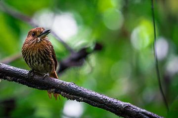 Coucou à bec blanc dans le parc national de Corcovado, Costa Rica sur Martijn Smeets