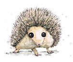 Cute hedgehog by Bianca Wisseloo thumbnail