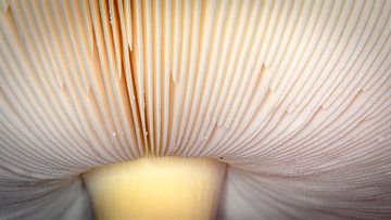 Der Fliegenpilz von unten