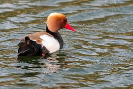 The red-crested pochard by Merijn Loch