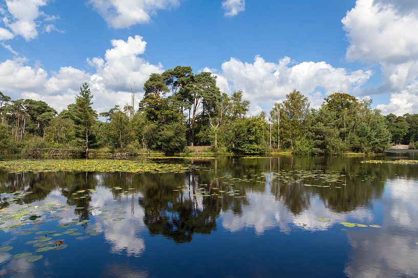 Reflections at Oisterwijkze Bossen en Vennen by Nel Diepstraten