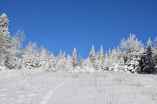 Een besneeuwd bos na de storm