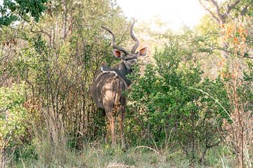 Landschaftsfoto von Kudu | Reisefotografie | Südafrika von Sanne Dost