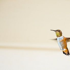Canadian Hummingbird by Emile Kaihatu