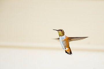 Canadian Hummingbird by Emile Kaihatu