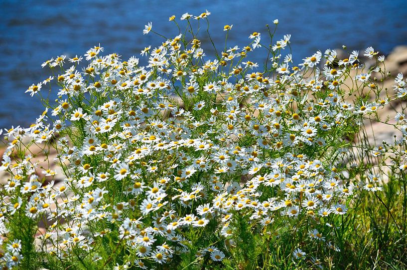 Chamomile by Iris Heuer