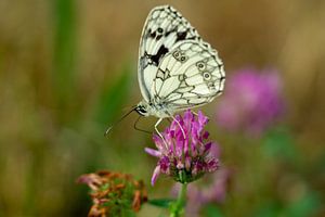 Schachbrett Schmetterling auf einem Klee