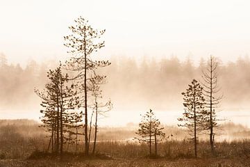 Mistig landschap in Finland van Caroline Piek