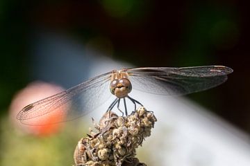 Dragonfly van Dennis Eckert