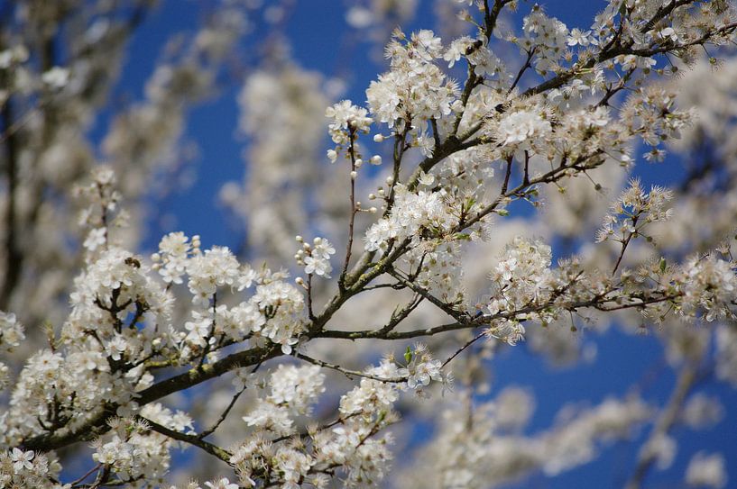 Bloesem par Rob de Jong