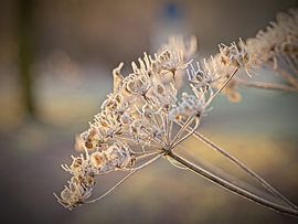 Frostbedeckte Kuhschellen von Rob Boon