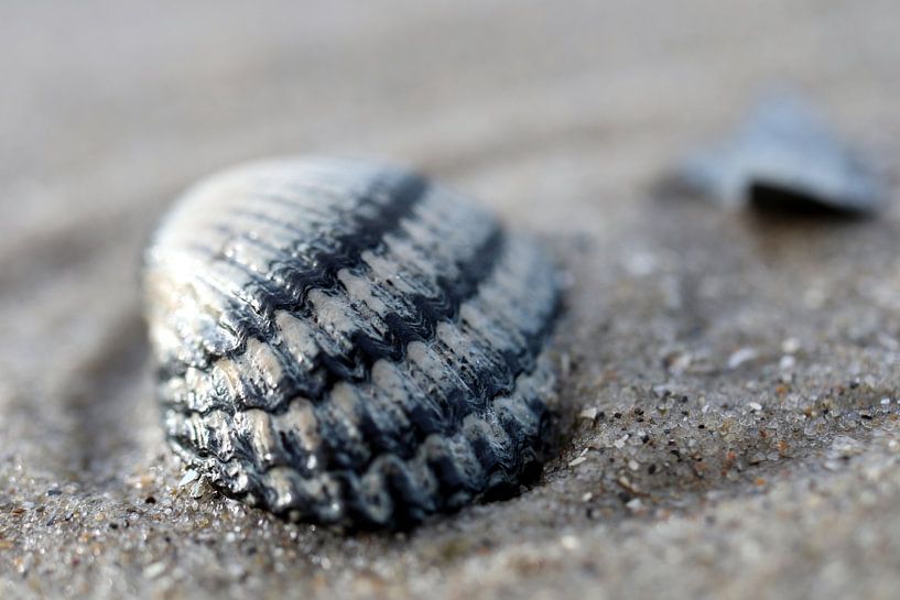 Muschel am Strand von Mooi op Terschelling
