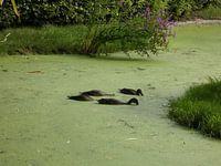 canards à la recherche de nourriture
