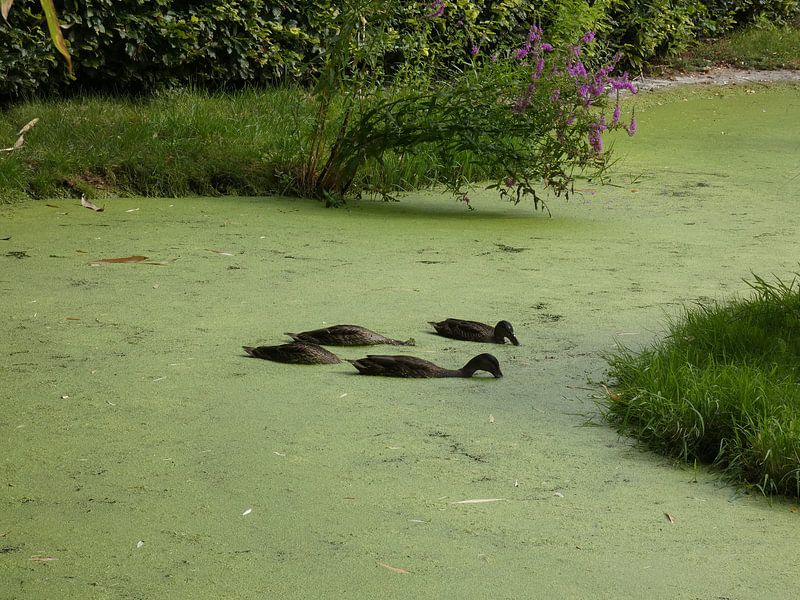canards à la recherche de nourriture par Jamie natuurfotografie