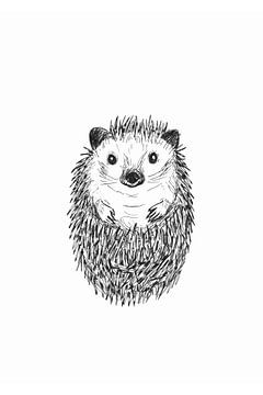 Cute, Curly Hedgehog by Karolina Grenczyk