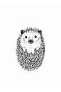 Cute, Curly Hedgehog by Karolina Grenczyk thumbnail