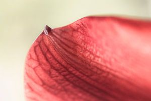 Amaryllis I 